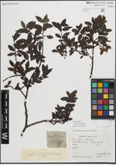 Foto von Salix myrsinifolia Salisb.